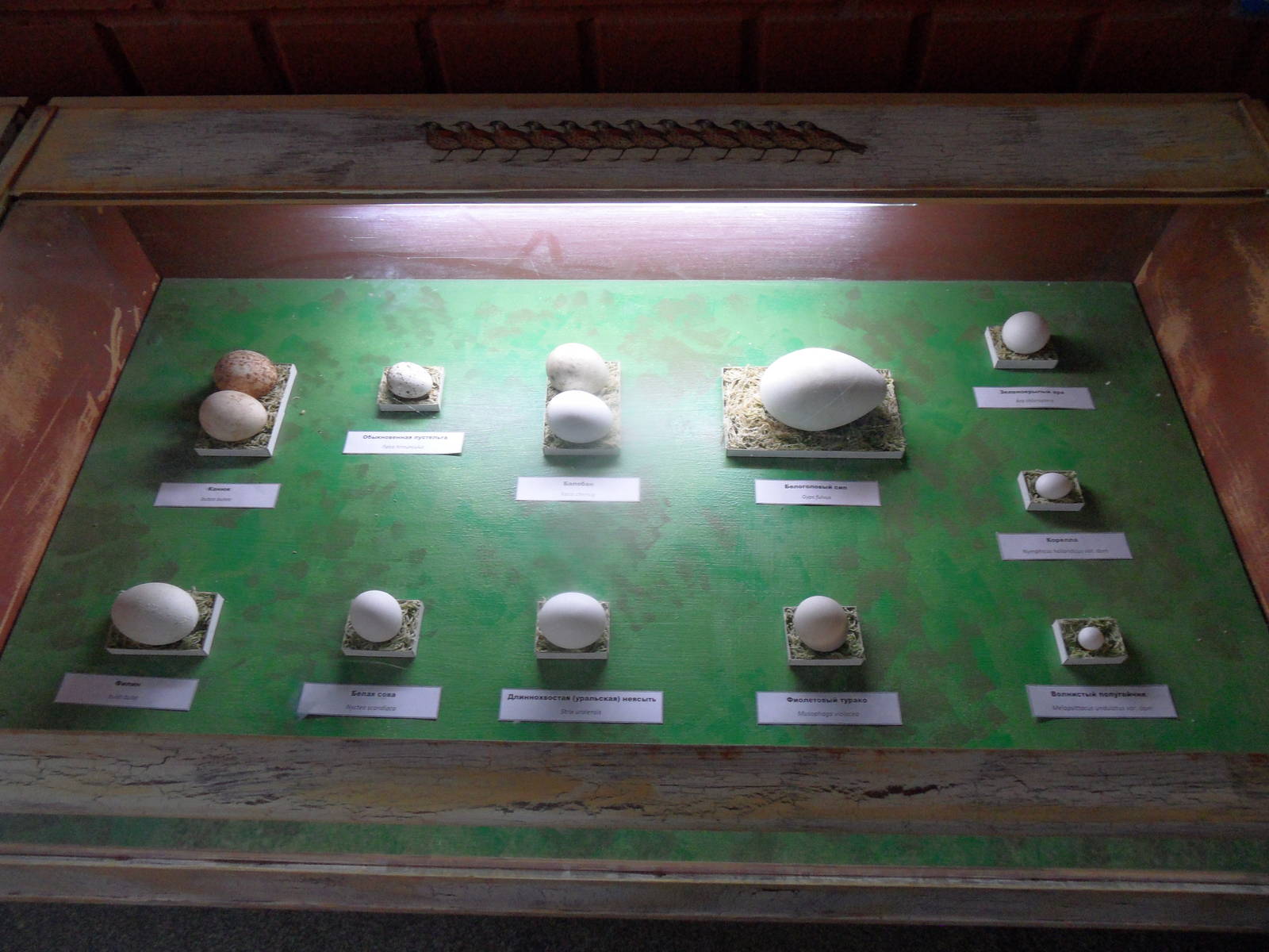 Bird egg exhibit - closeup