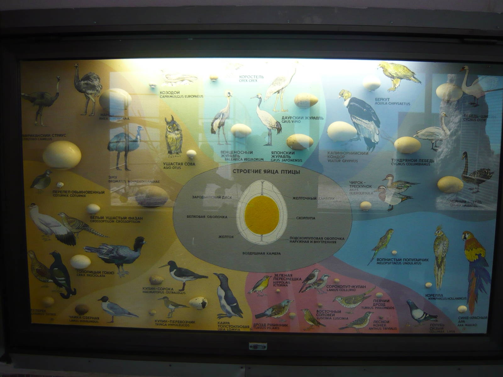 Bird egg exhibit