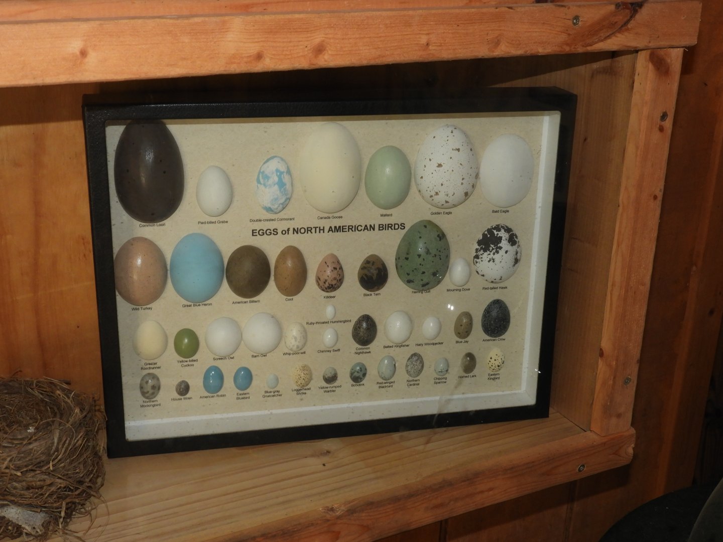 Bird Egg specimens