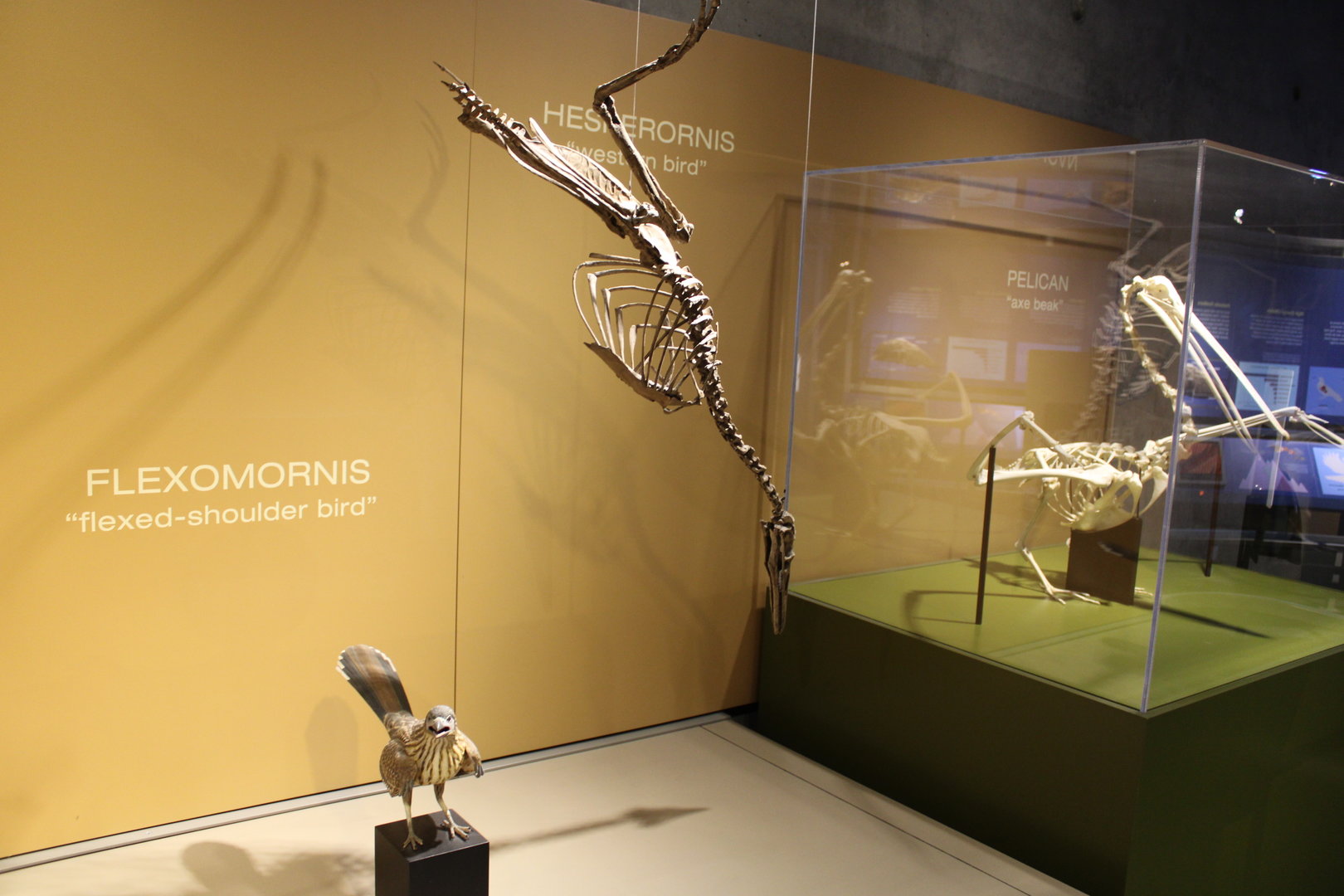 Bird Evolution (Flexomornis howei) (Hesperornis sp.) (Pelecanus sp.)