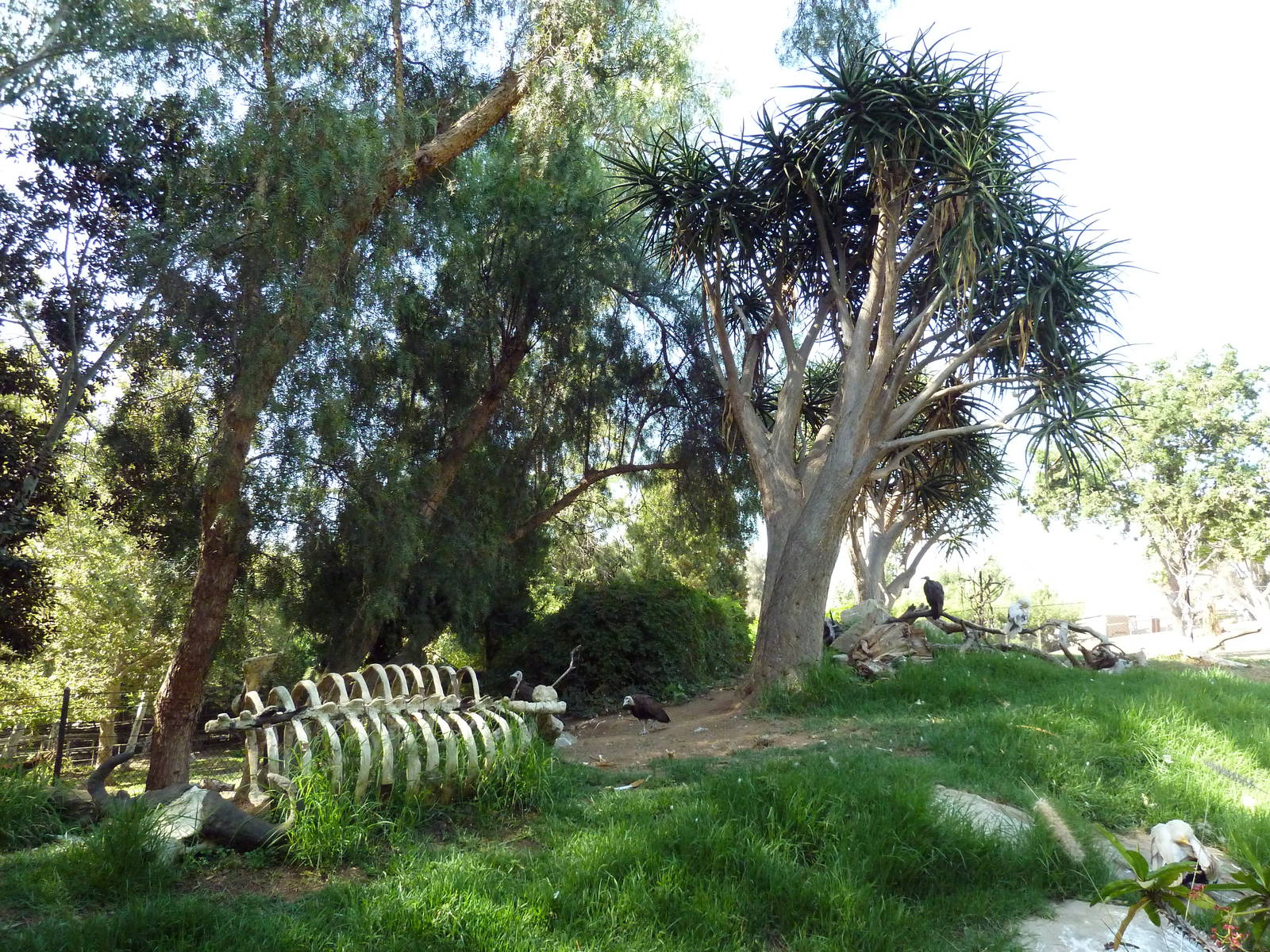 Bird Exhibit (3 Species)