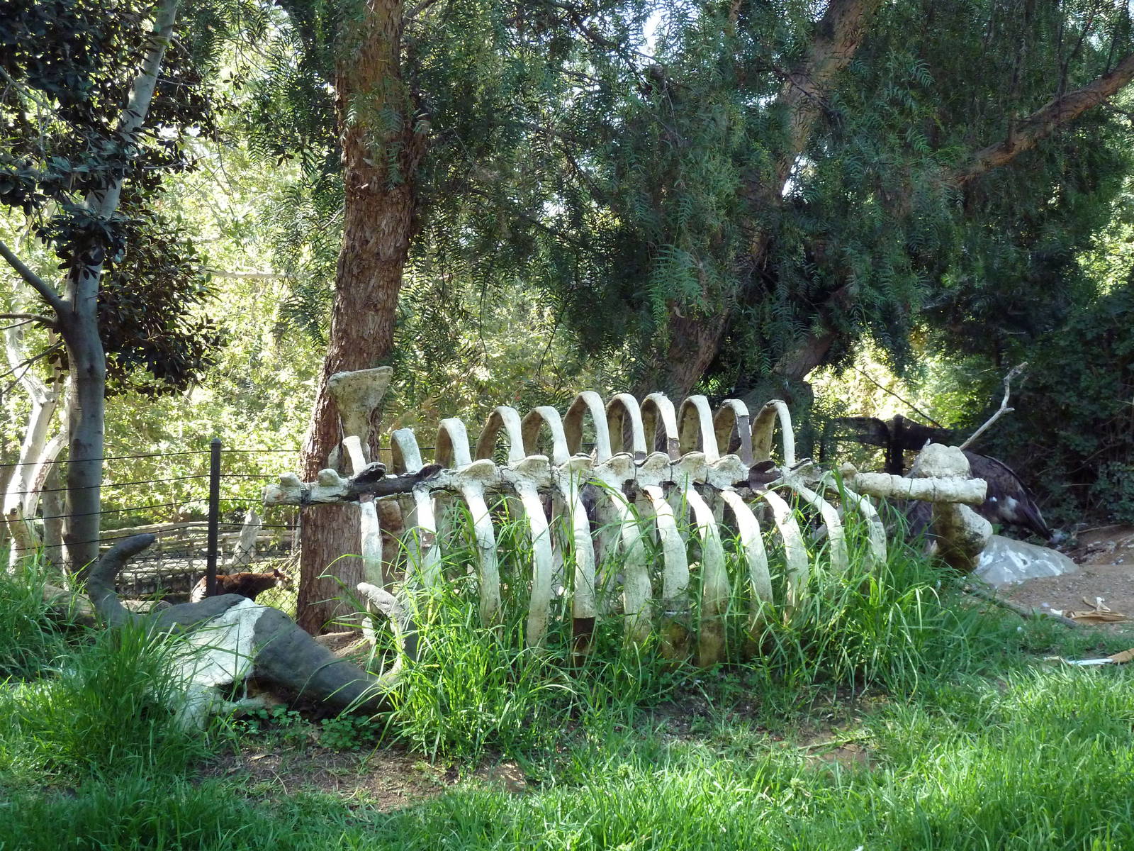 Bird Exhibit (3 Species)