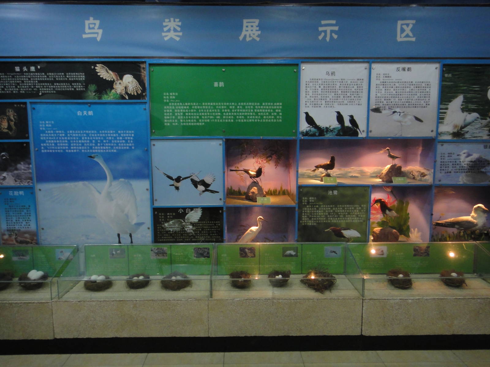Bird exhibition