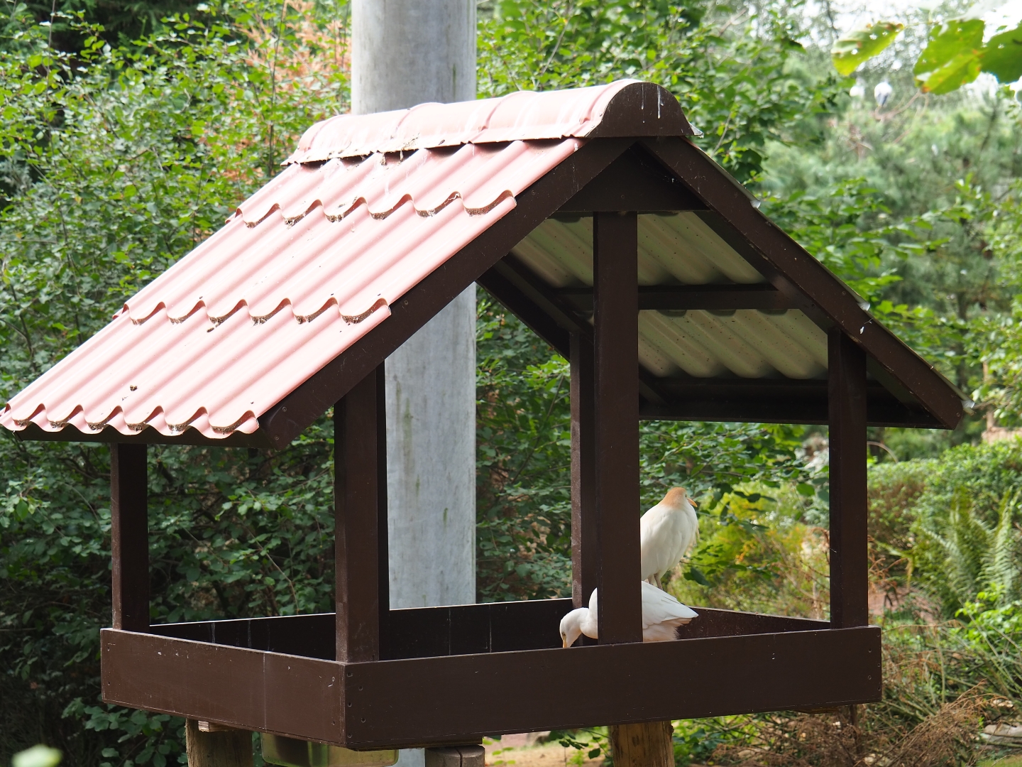 Bird feeder (Aug 28th, 2018)