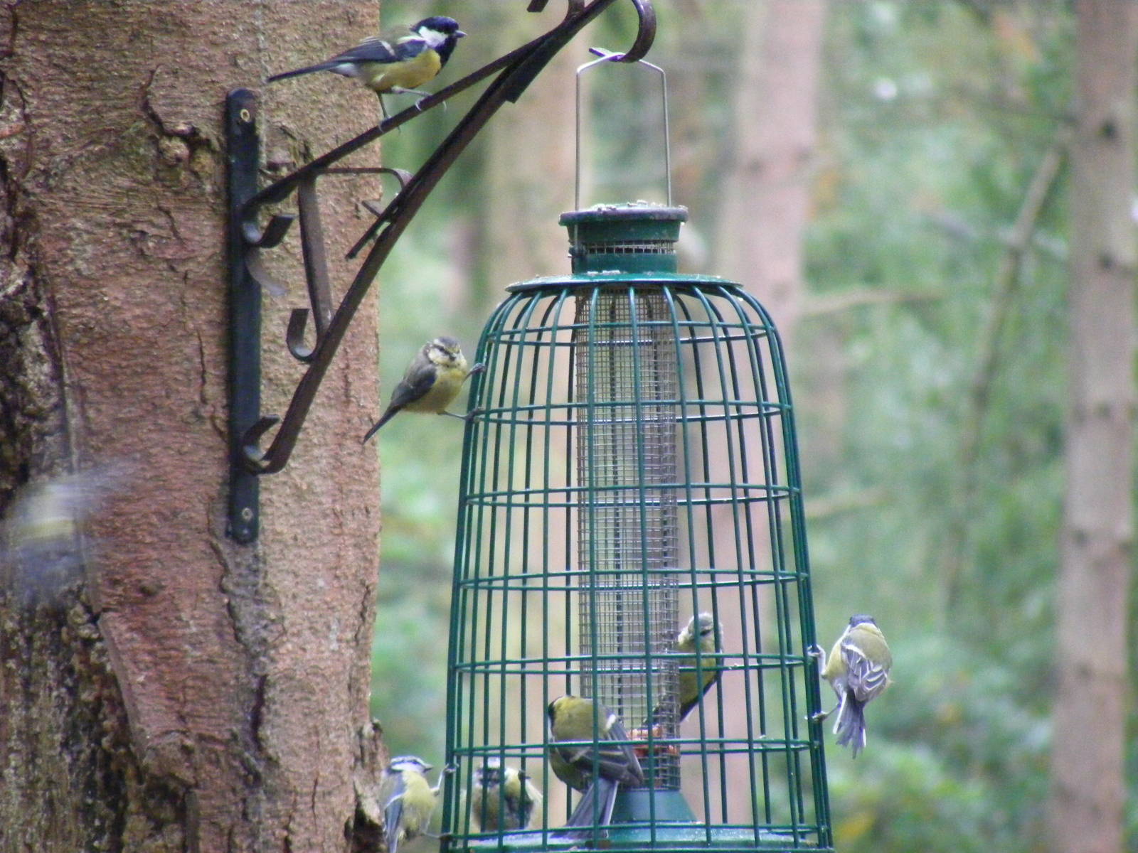 Bird feeder in Wallaby Wood at New Forest Wildlife Park, 21 August 2010
