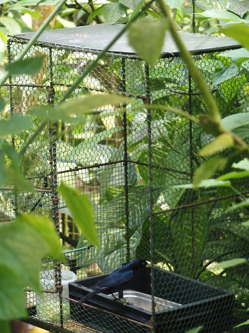 Bird feeding and catch cage in Burgers' Zoo, 2025-05-17