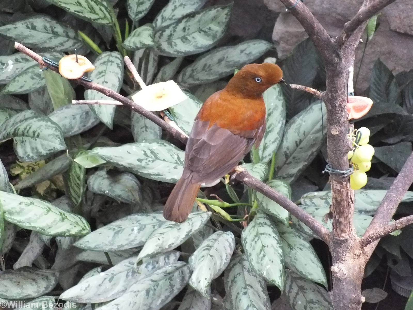 Bird Feeding Area with Cock of the Rock in the Crocodile House