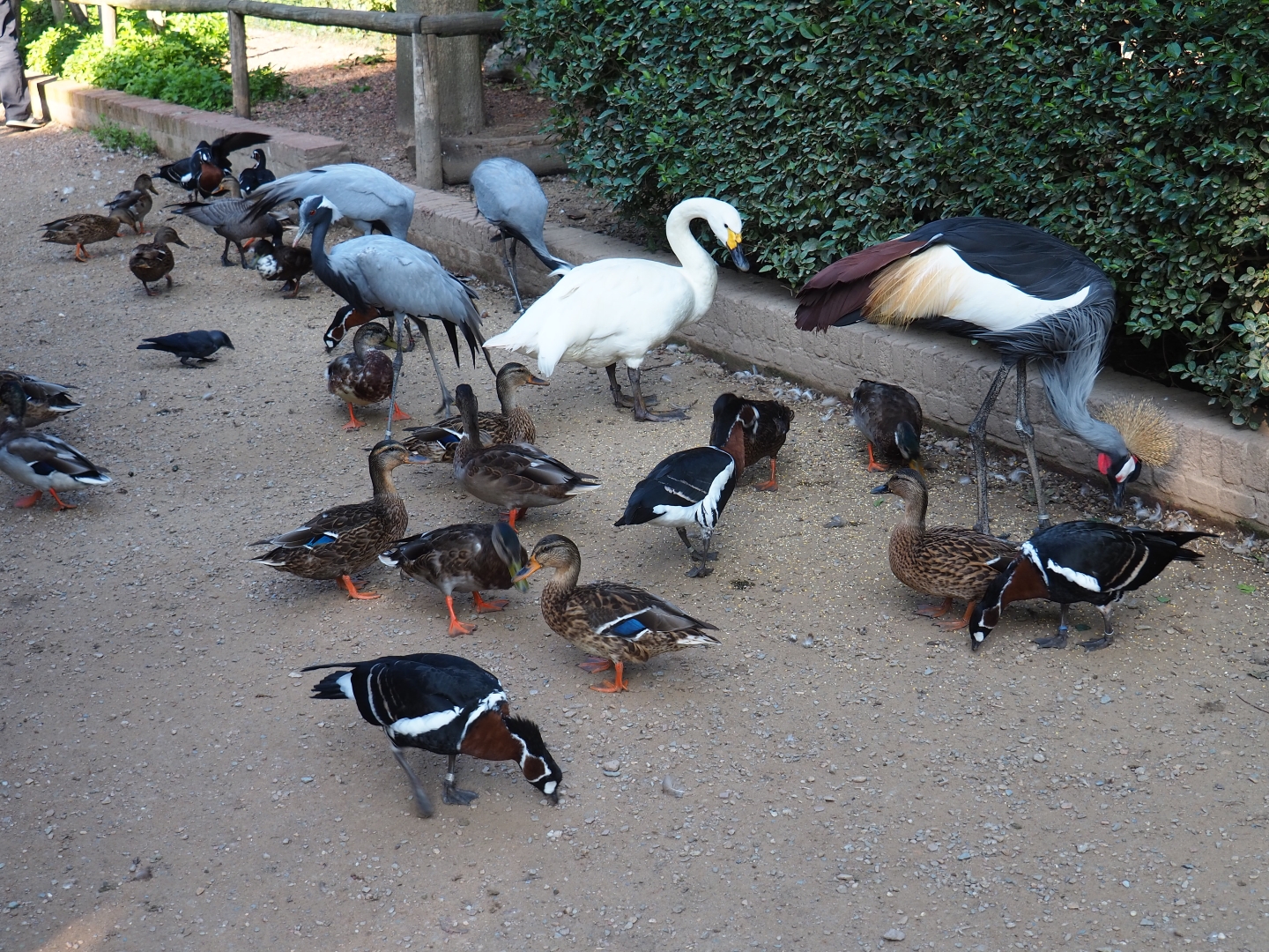 Bird feeding frenzy in the walk-through bird area (Sep 2nd, 2018)