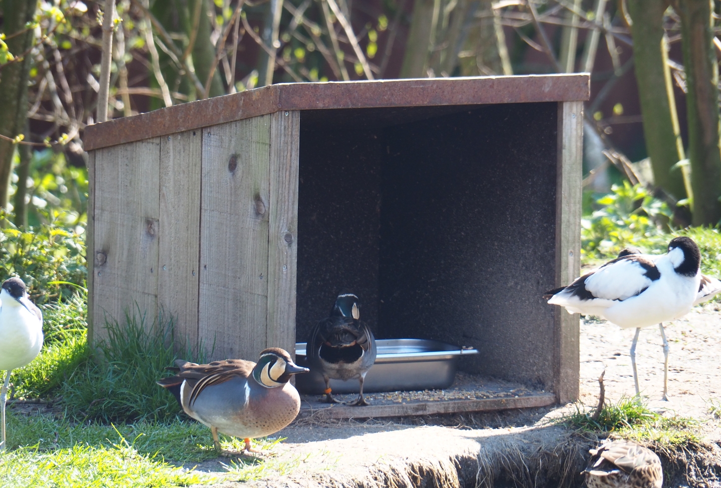Bird feeding hut, 2019-03-30