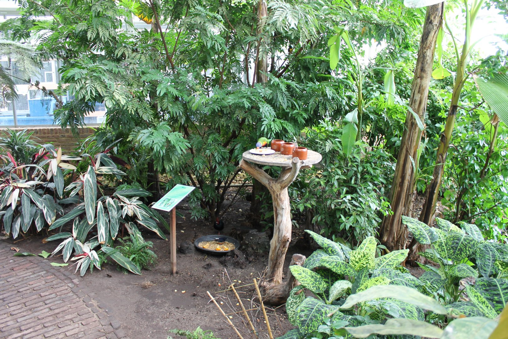 Bird-feeding-place
