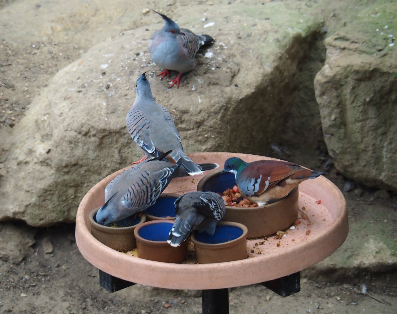 Bird feeding platform with crested pigeons (Ocyphaps lophotes) and Bartlett's bleeding heart pigeon (Gallicolumba criniger), Aug 28th, 2018