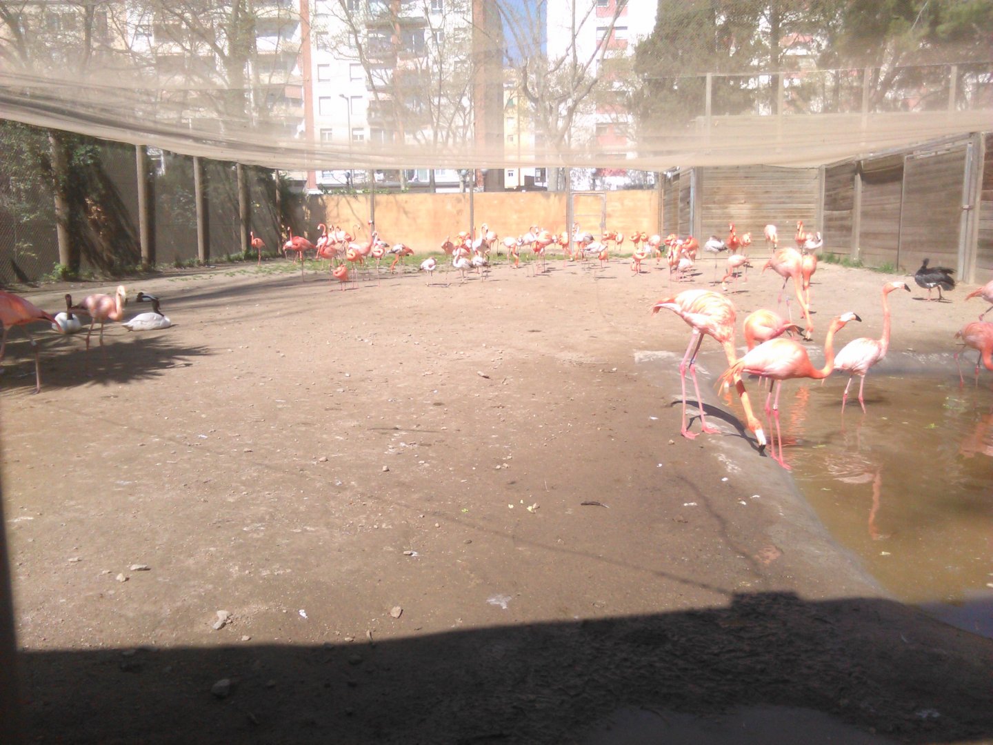 Bird flu adaptations