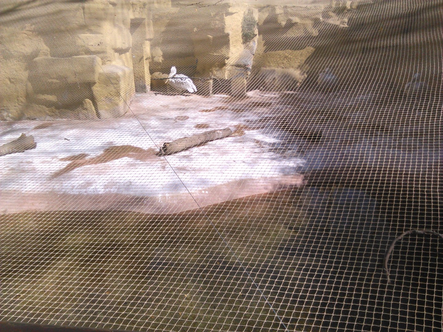 Bird flu adaptations