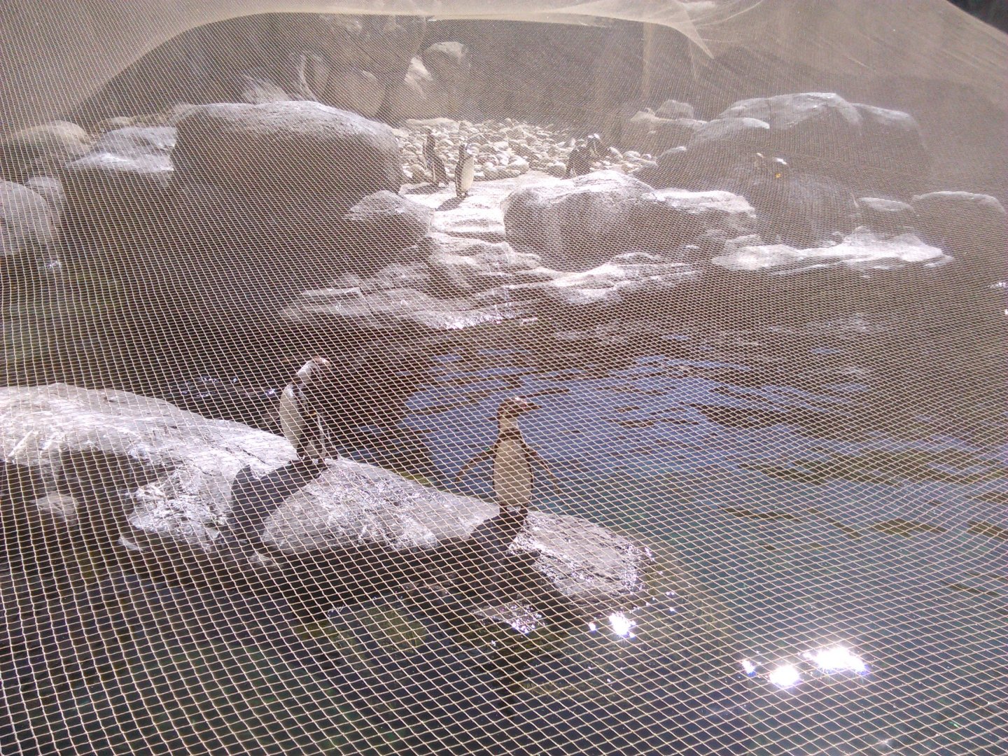 Bird flu adaptations