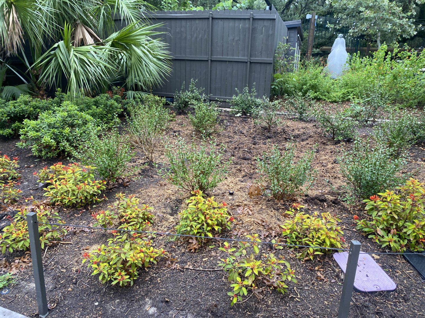 Bird Friendly Garden