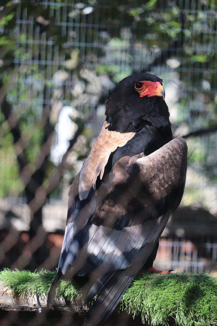Bird Garden - Bateleur Eagle