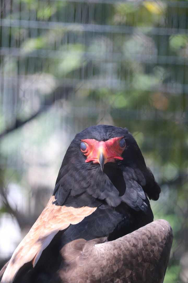 Bird Garden - Bateleur Eagle