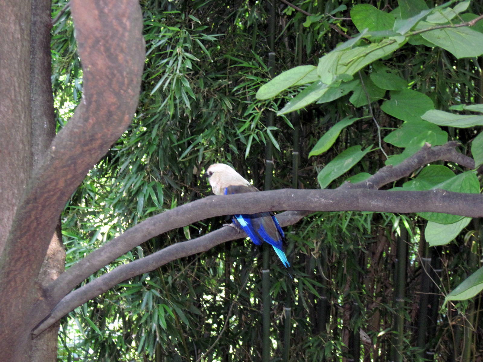 Bird Garden-Blue-bellied Roller