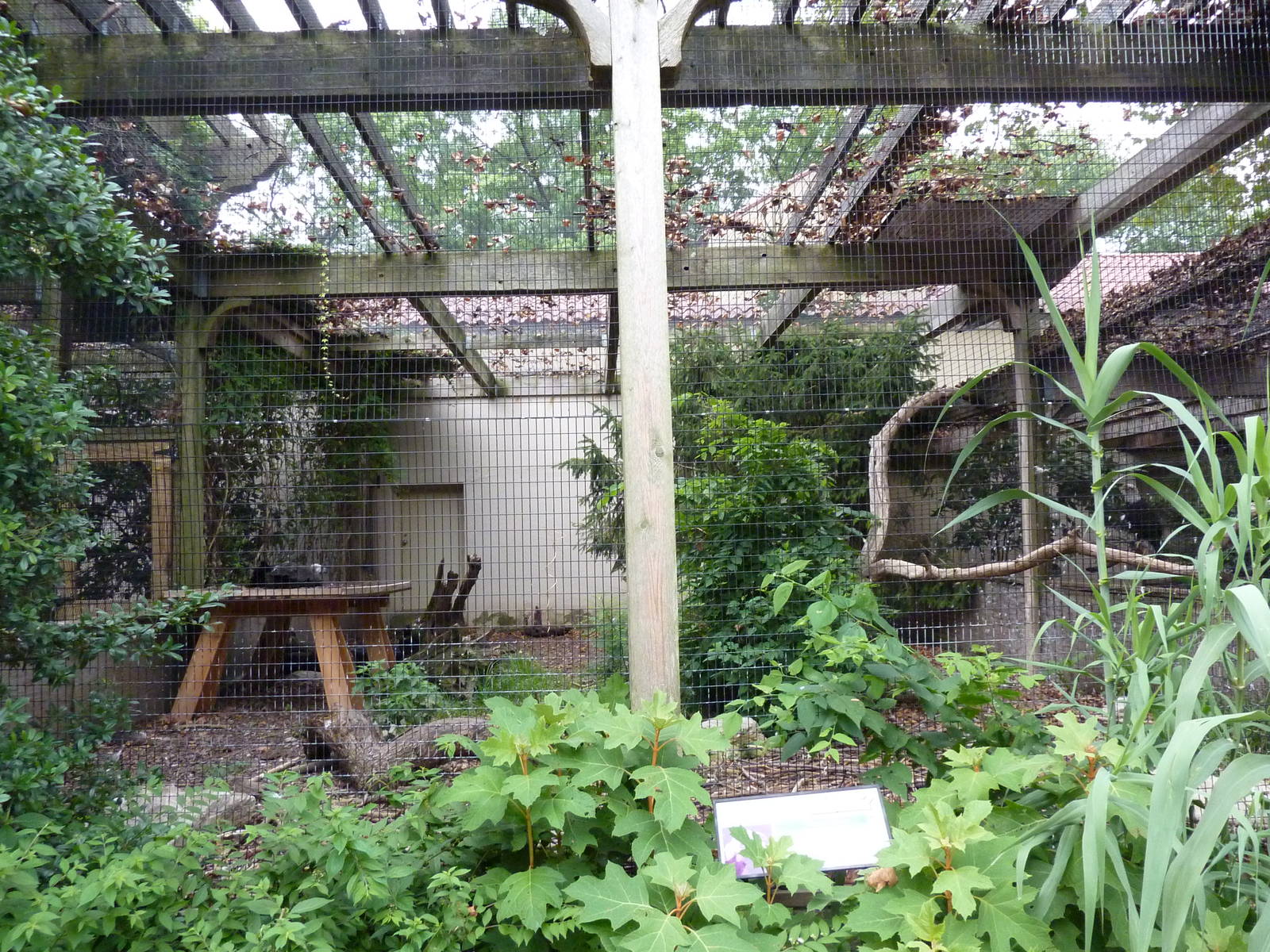 Bird Garden - Cinereous Vulture Exhibit