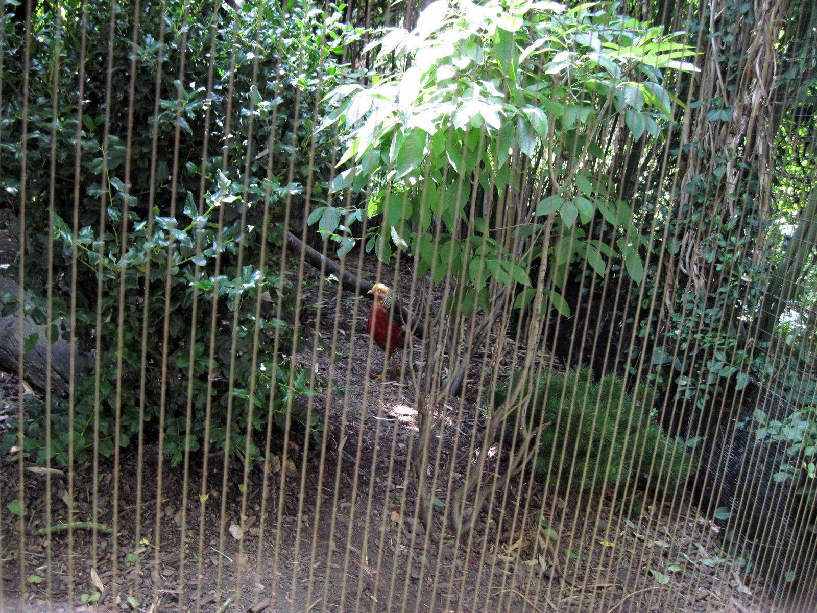 Bird Garden-Golden Pheasant