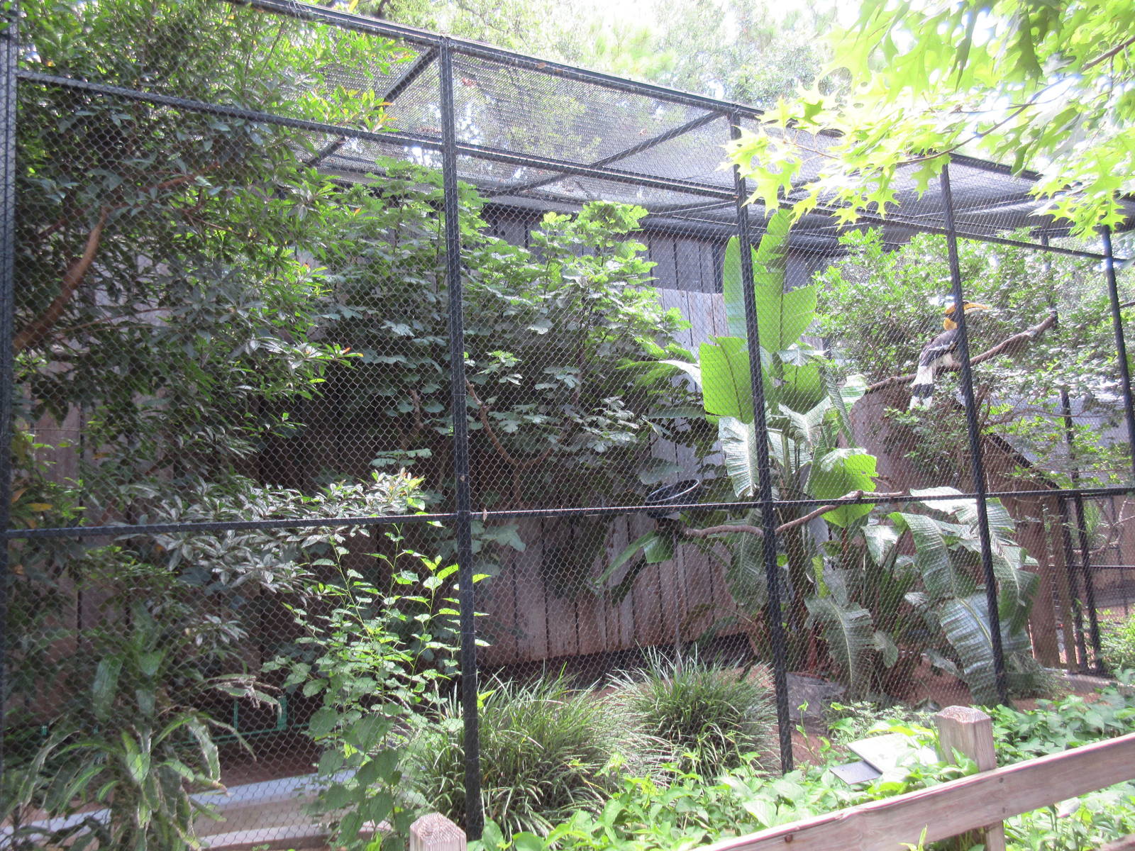 Bird Garden - Great Indian Hornbill Exhibit