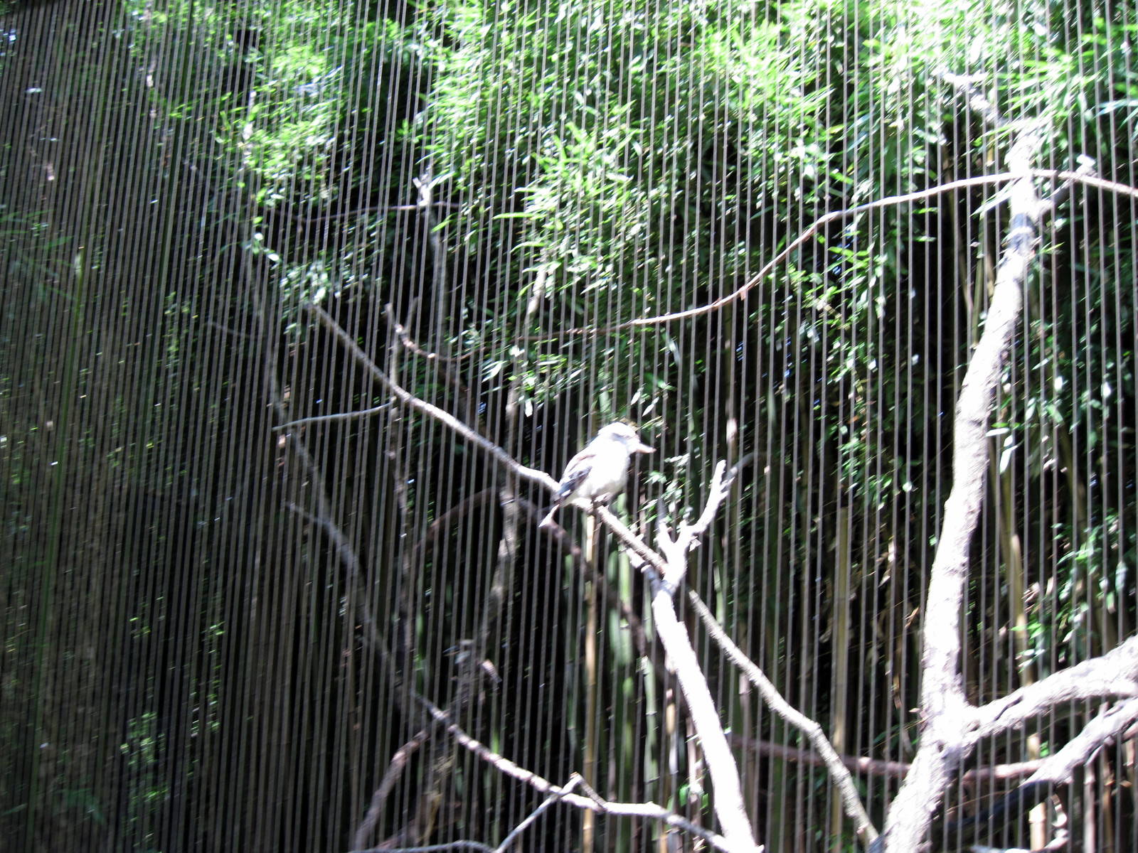 Bird Garden-Laughing Kookaburra