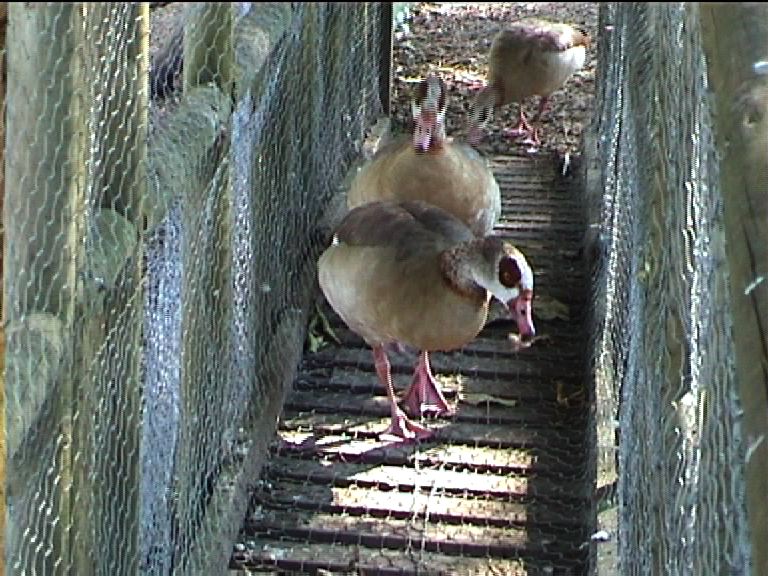 Bird garden (name???) 1999