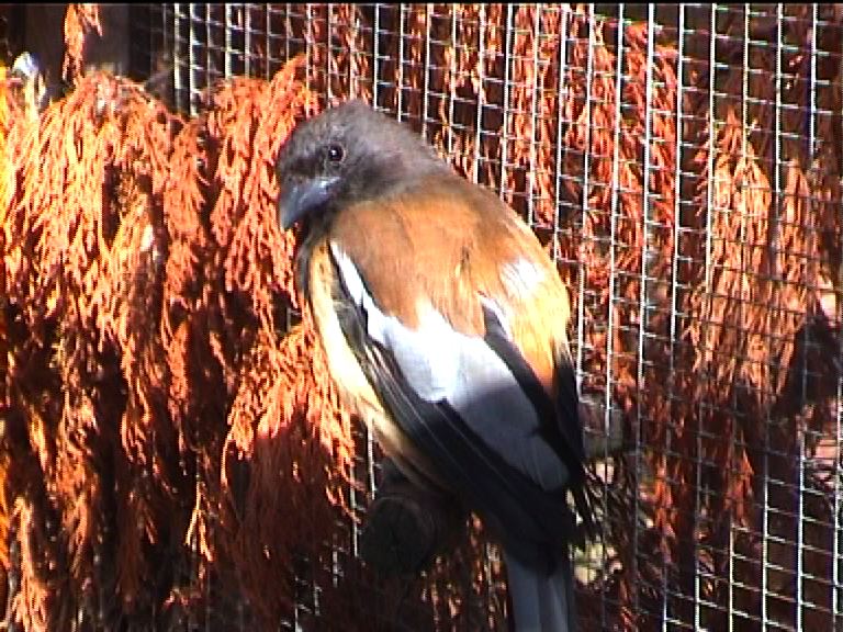 Bird garden (name???) 1999