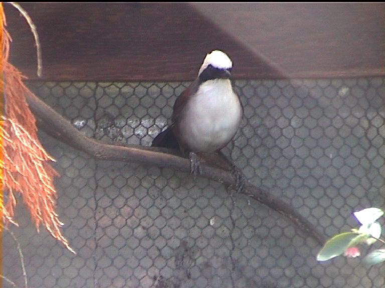 Bird garden (name???) 1999