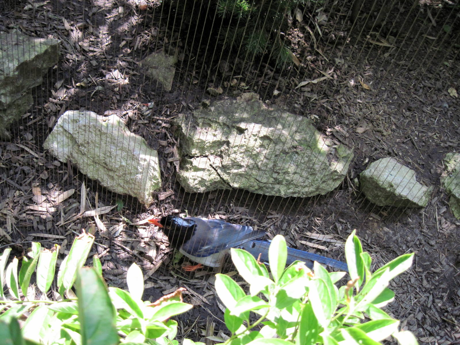 Bird Garden-Red-billed Blue Magpie