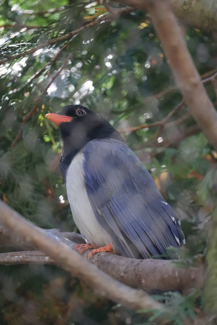 Bird Garden - Red-Billed Blue Magpie