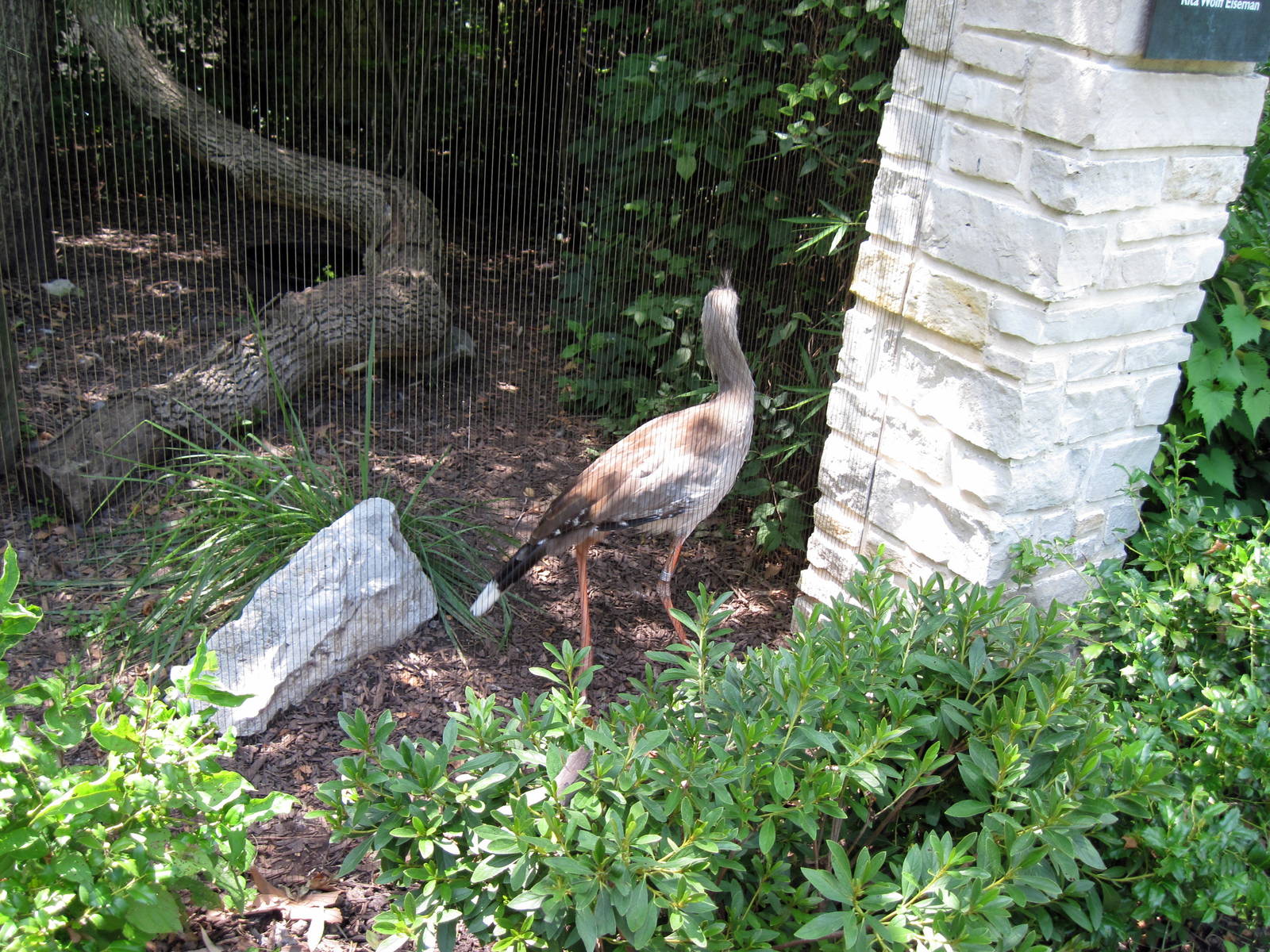 Bird Garden-Red Legged Seriema