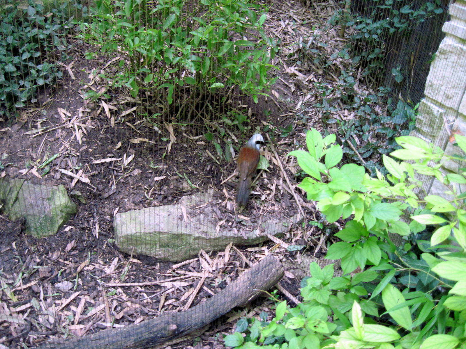 Bird Garden-White-crested Laughing Thrush