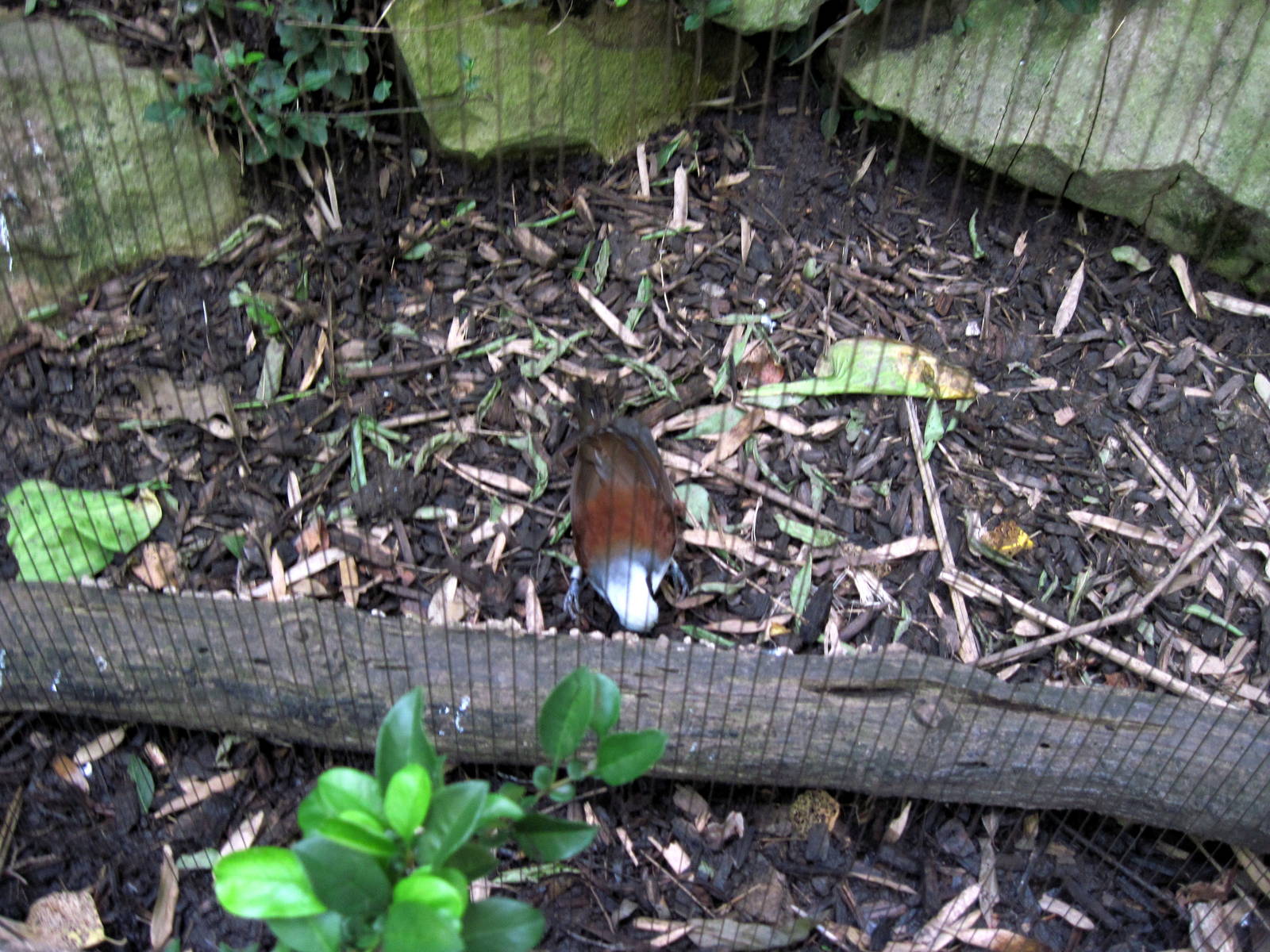 Bird Garden-White-crested Laughing Thrush