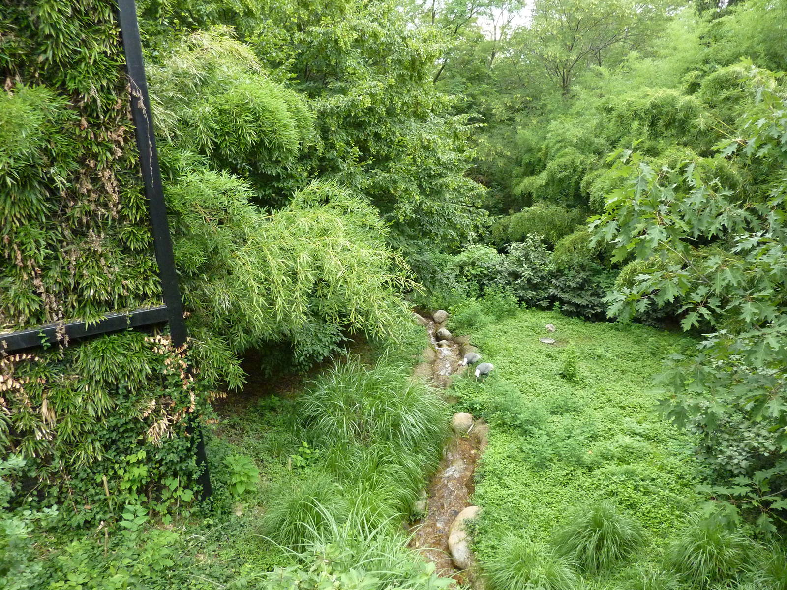 Bird Garden - White-Naped Crane Exhibit