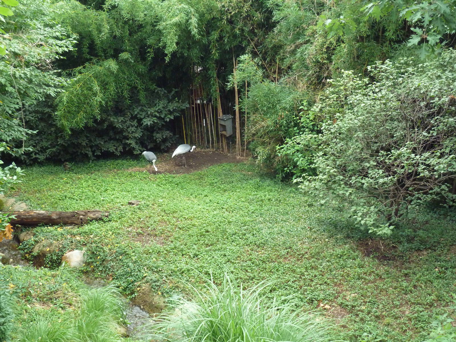 Bird Garden - White-Naped Crane Exhibit