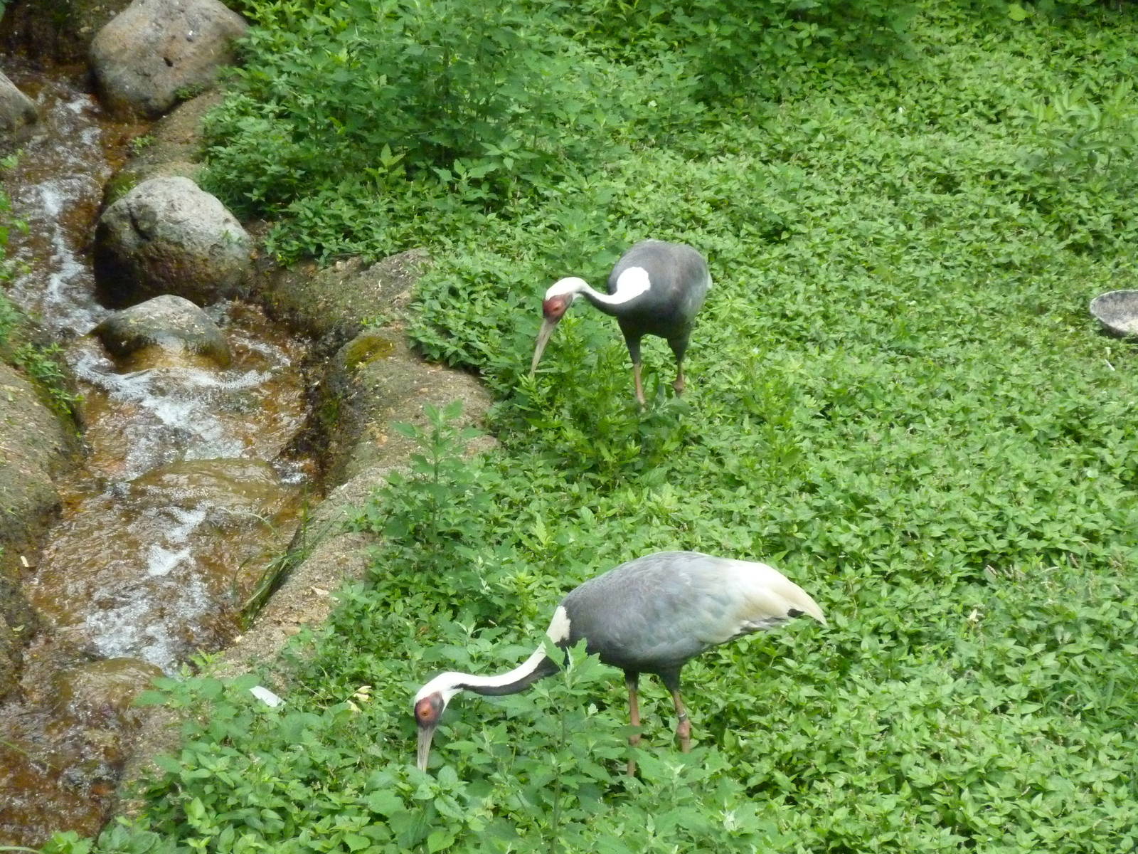 Bird Garden - White-Naped Cranes