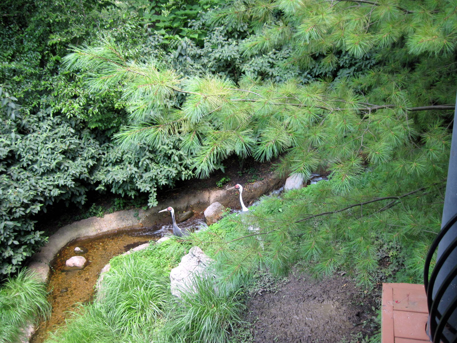 Bird Garden-White-naped Cranes