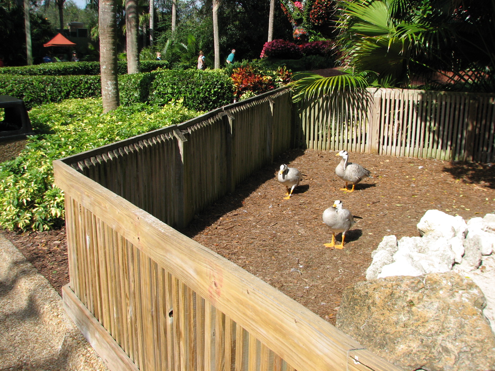 Bird Gardens - Bar-headed Goose Exhibit
