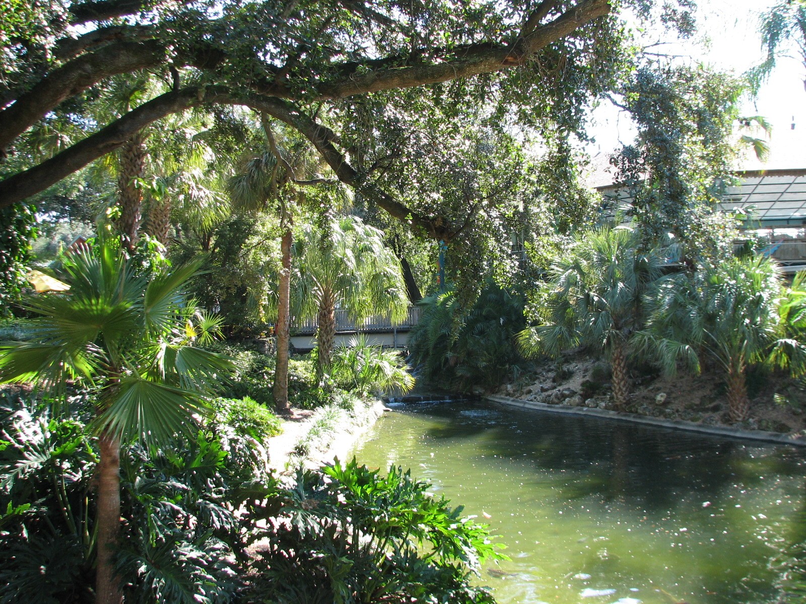 Bird Gardens - Caribbean Flamingo and Koi Exhibit