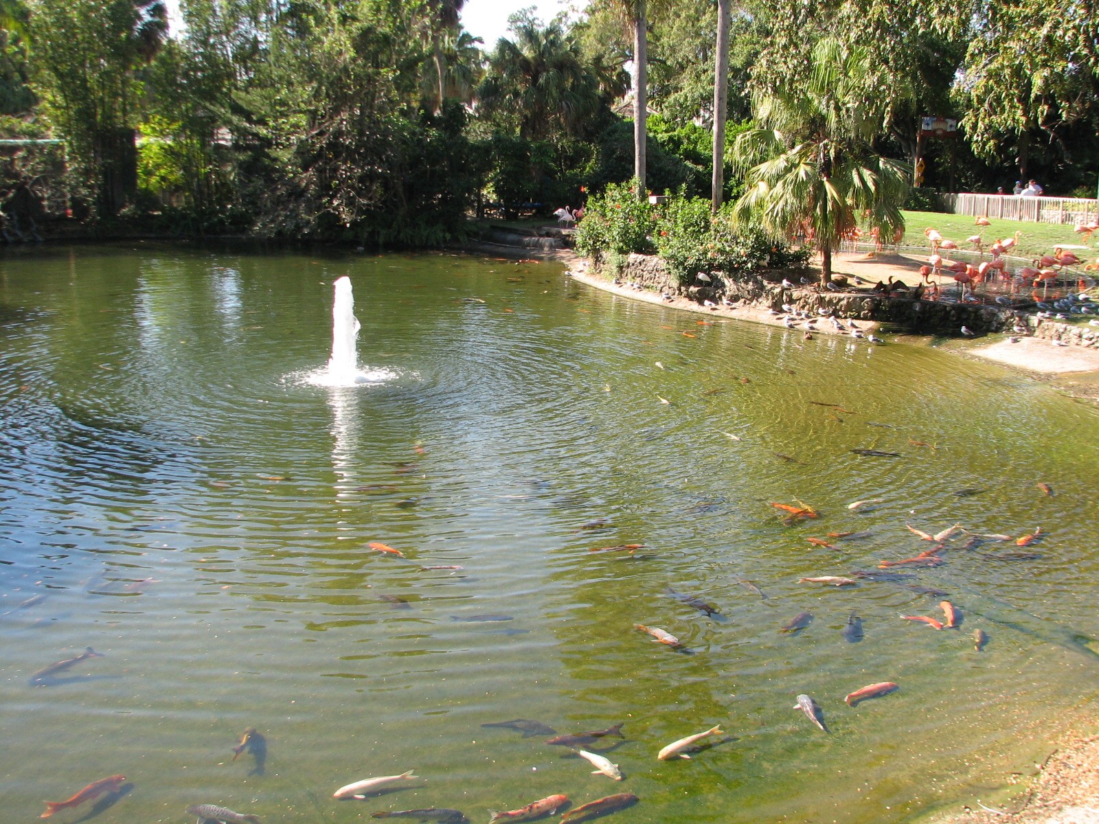 Bird Gardens - Caribbean Flamingo and Koi Exhibit
