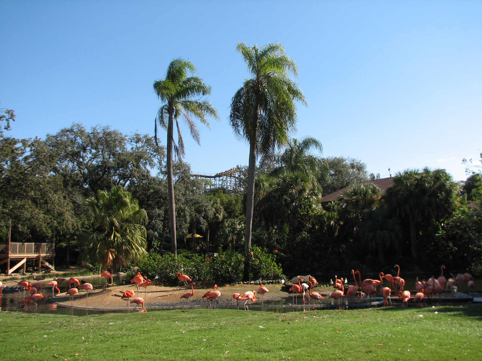 Bird Gardens - Caribbean Flamingo and Koi Exhibit