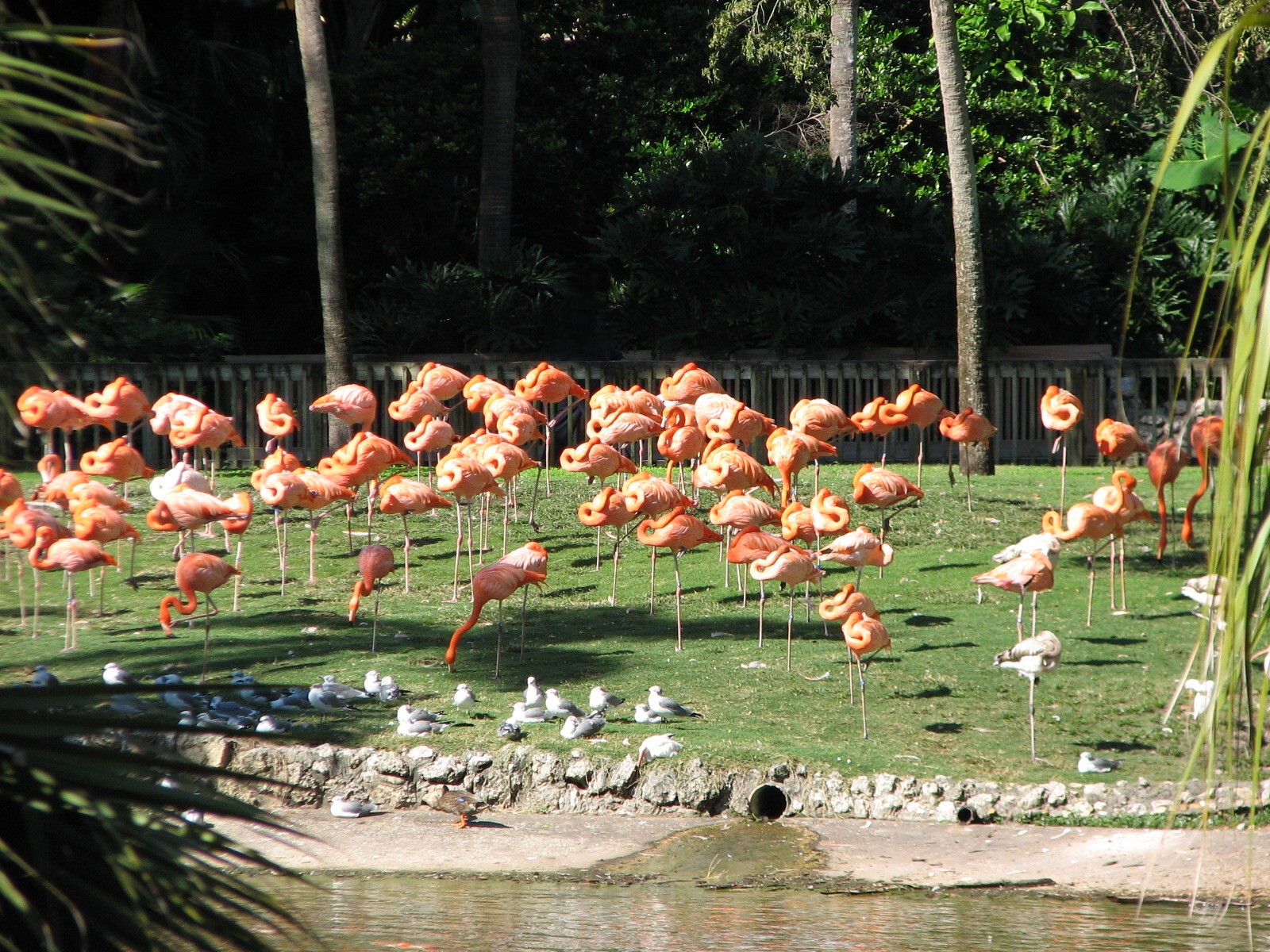 Bird Gardens - Caribbean Flamingo and Koi Exhibit