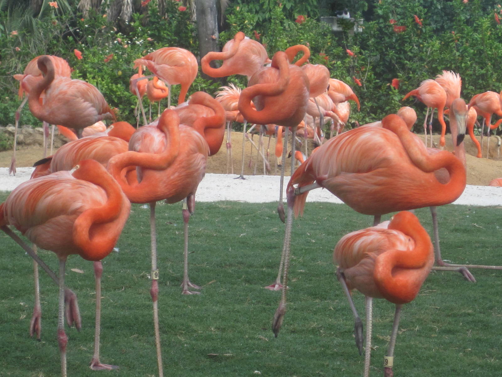 Bird Gardens- Carribean Flamingoes