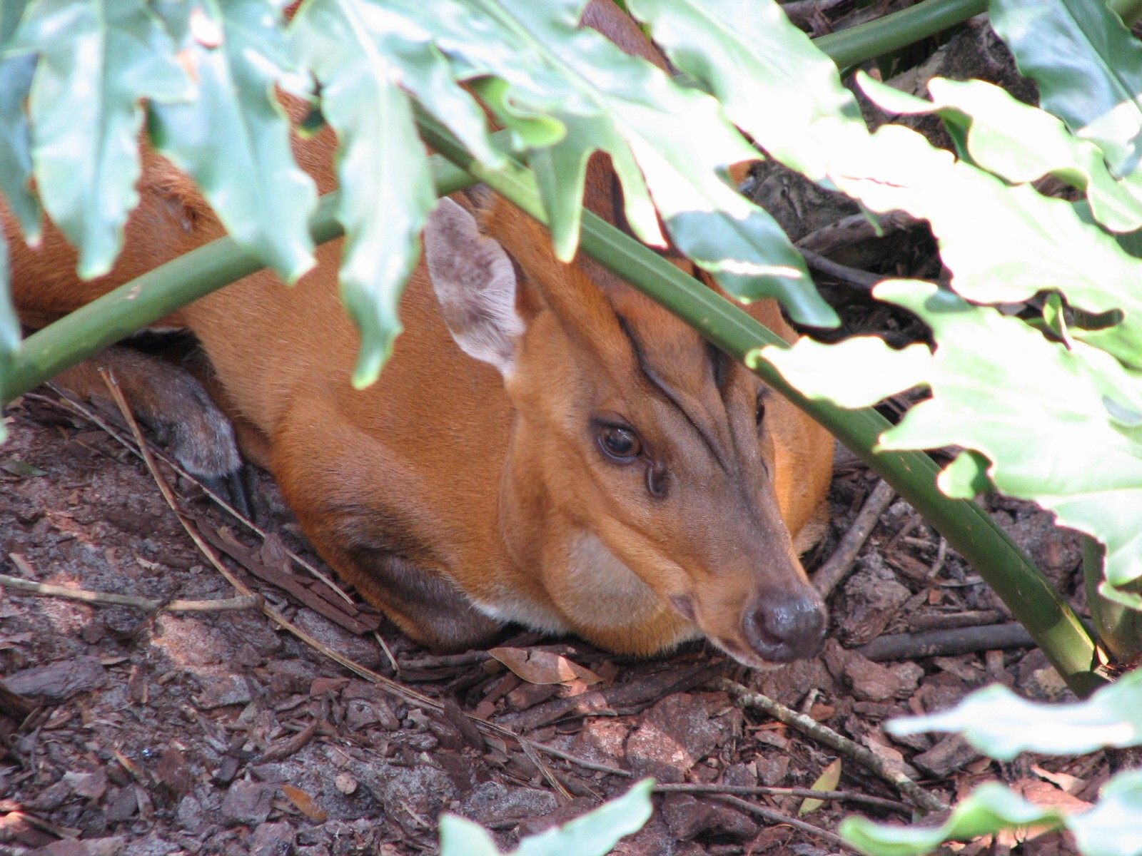 Bird Gardens - Giant Anteater, Crested Screamer, and Indian Muntjac Exhibit