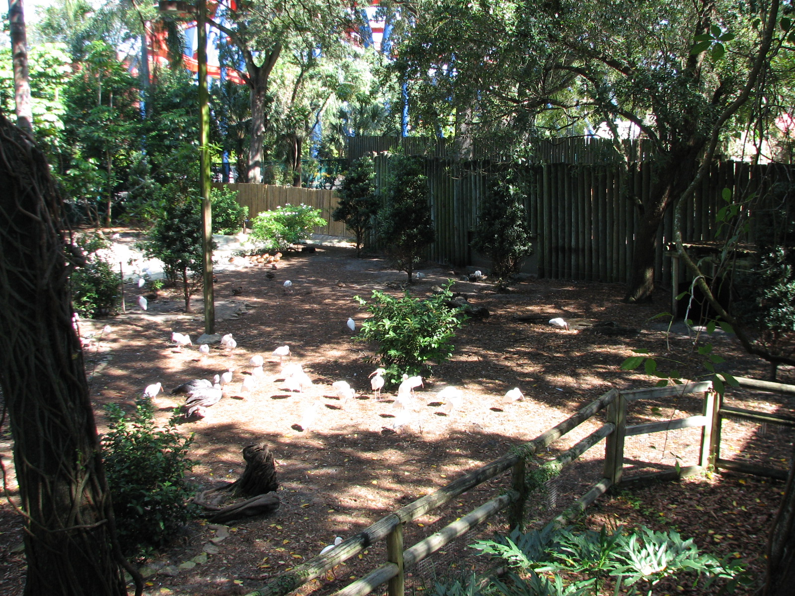 Bird Gardens - Giant Anteater, Crested Screamer, and Indian Muntjac Exhibit