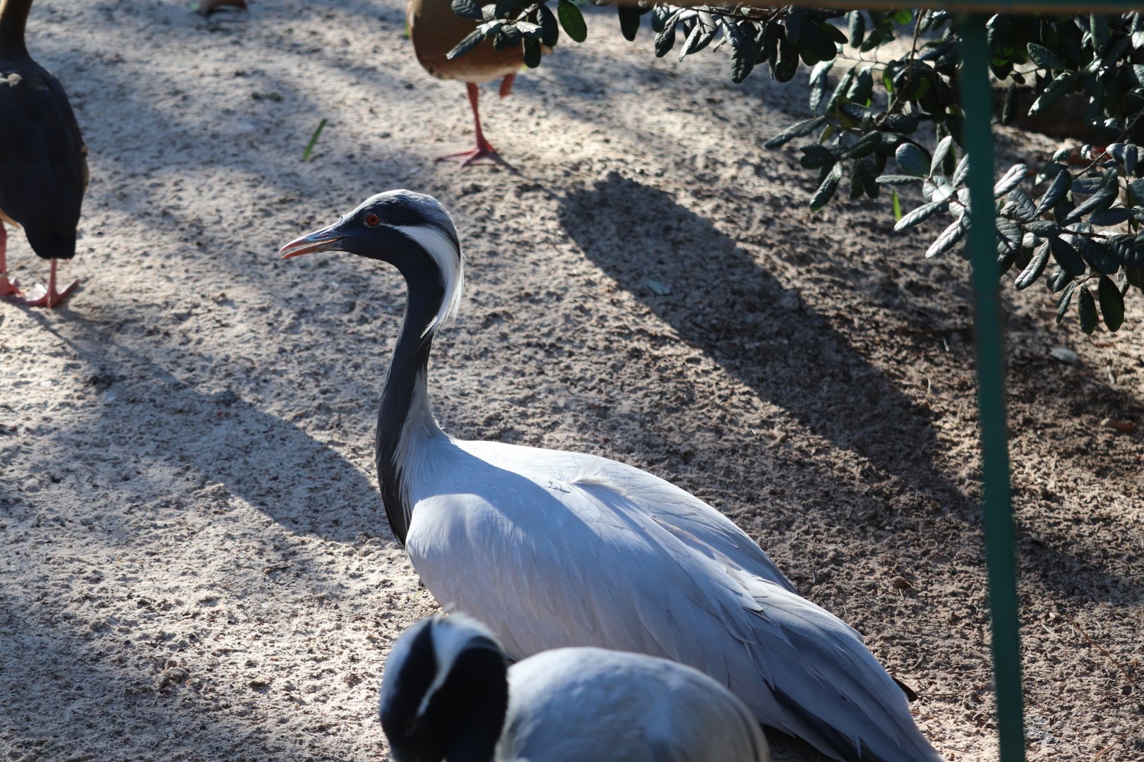 Bird Gardens: Kookaburra’s Nest - Demoiselle Crane