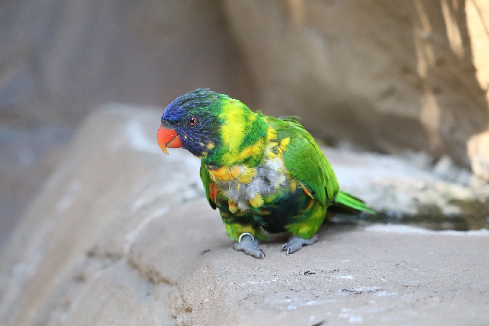 Bird Gardens: Lory Landing - Lorikeet
