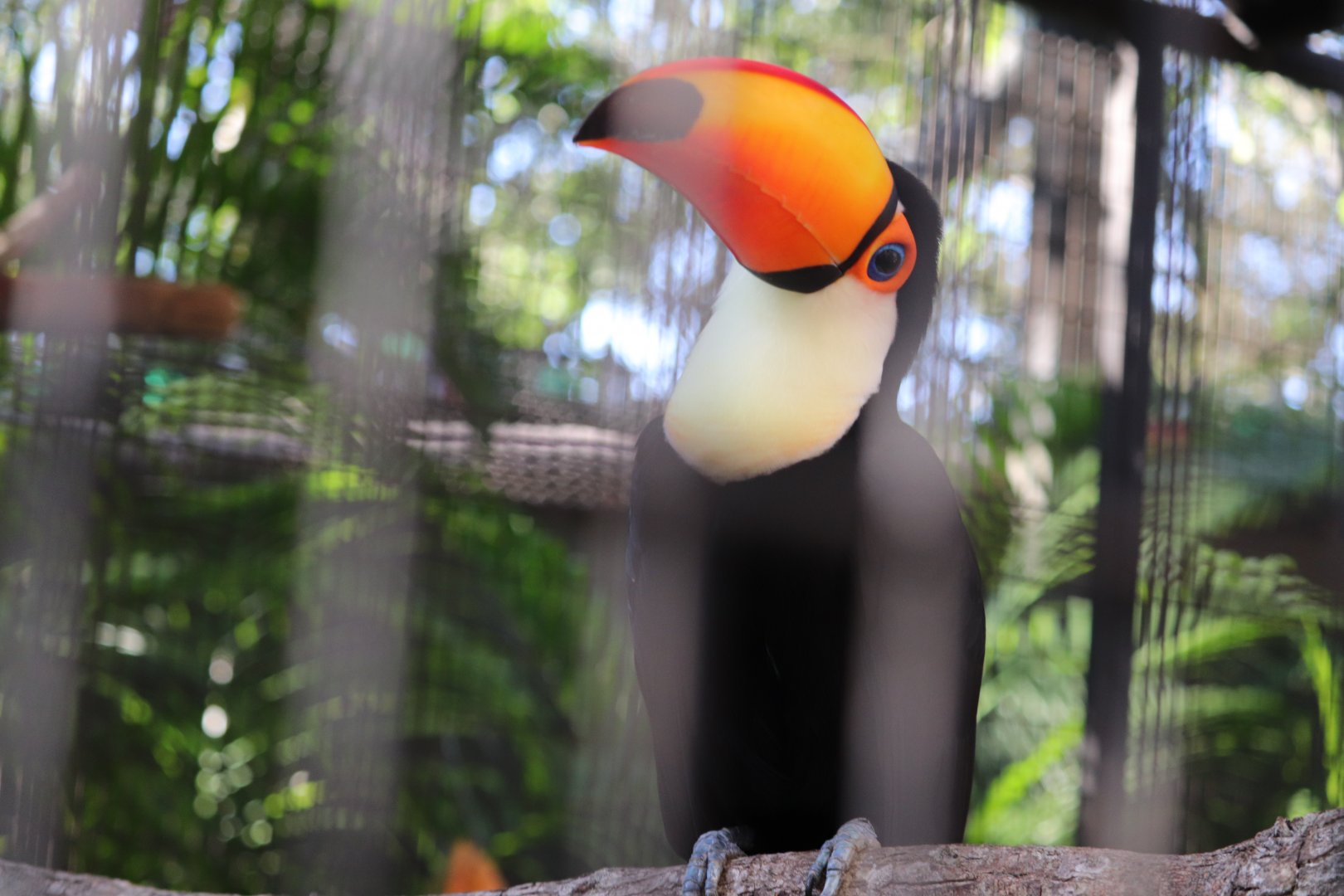 Bird Gardens -  Toucan