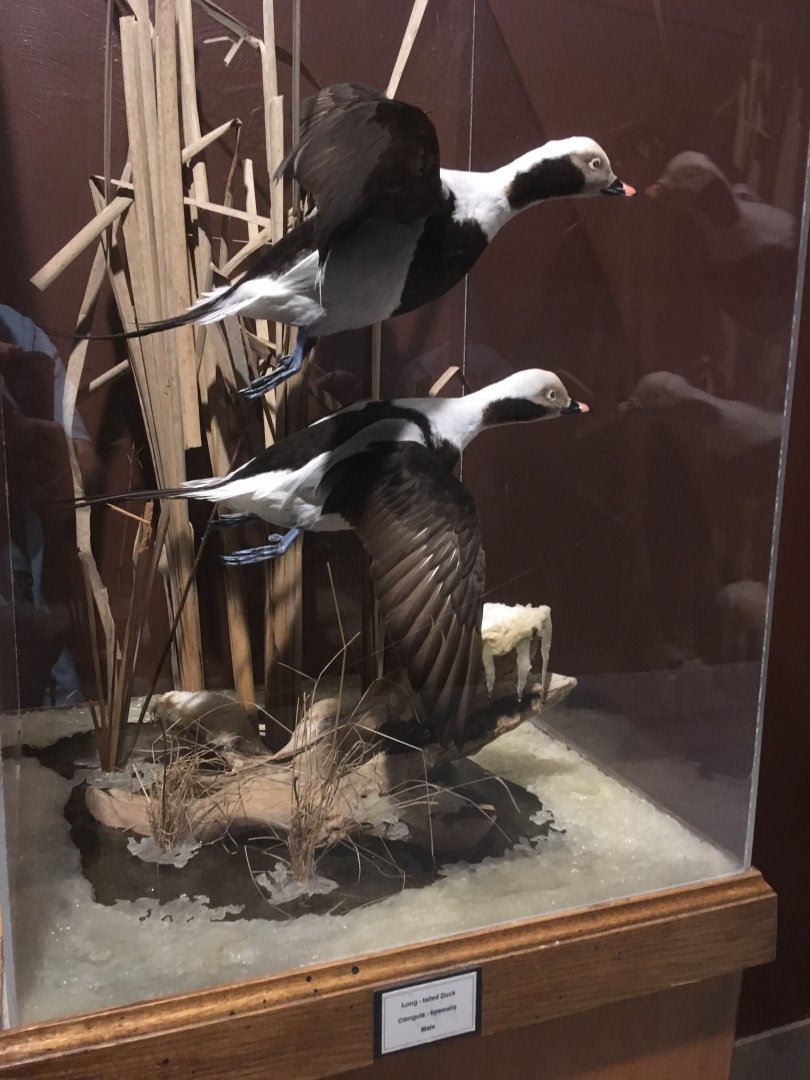 Bird Hall Long-Tailed Ducks